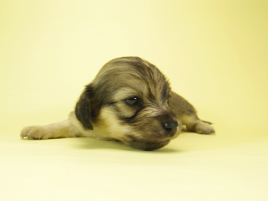 ダックスフンド カニンヘン メロディー & ダルク君の子犬 シェーデットクリーム 女の子③_IGP2330 ダックスフンド カニンヘン メロディー & ダルク君の子犬 シェーデットクリーム 女の子③