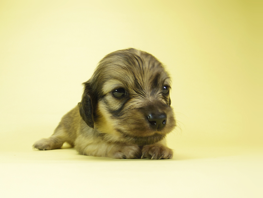 ダックスフンド カニンヘン メロディー & ダルク君の子犬 シェーデットクリーム 女の子③_IGP2334 ダックスフンド カニンヘン メロディー & ダルク君の子犬 シェーデットクリーム 女の子③