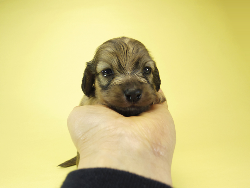 ダックスフンド カニンヘン メロディー & ダルク君の子犬 シェーデットクリーム 女の子③_IGP2338 ダックスフンド カニンヘン メロディー & ダルク君の子犬 シェーデットクリーム 女の子③