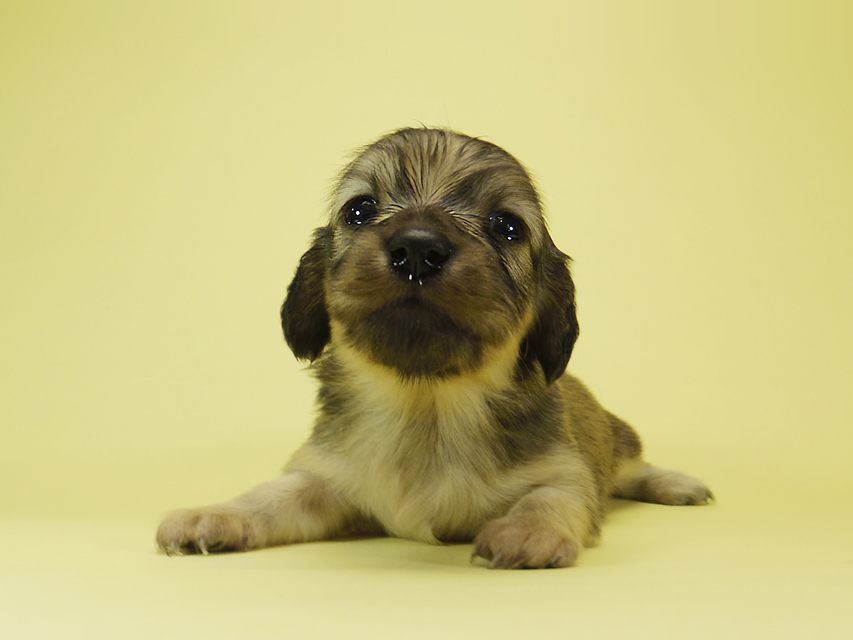 ダックスフンド カニンヘン メロディー & ダルク君の子犬 シェーデットクリーム 女の子③_IGP2339 ダックスフンド カニンヘン メロディー & ダルク君の子犬 シェーデットクリーム 女の子③