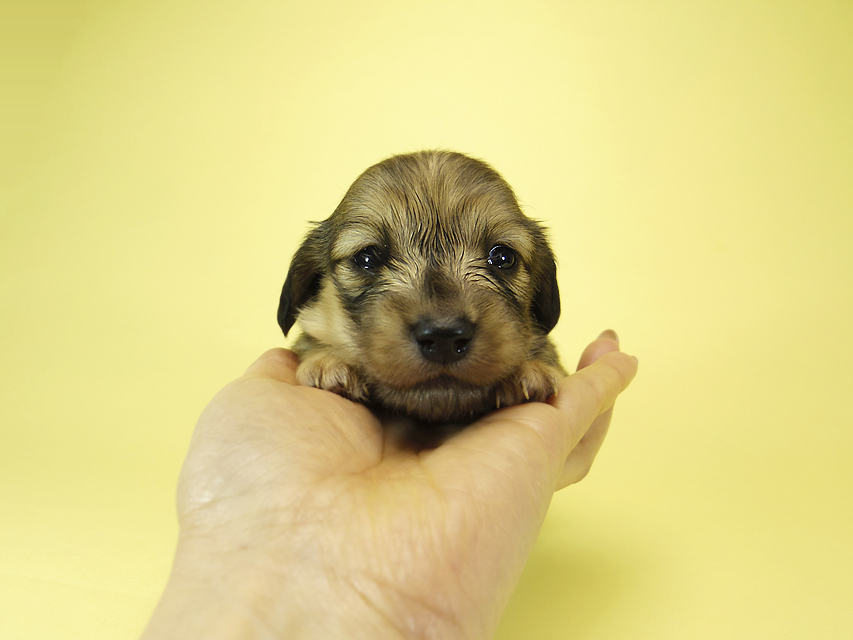 ダックスフンド カニンヘン メロディー & ダルク君の子犬 シェーデットクリーム 女の子④
