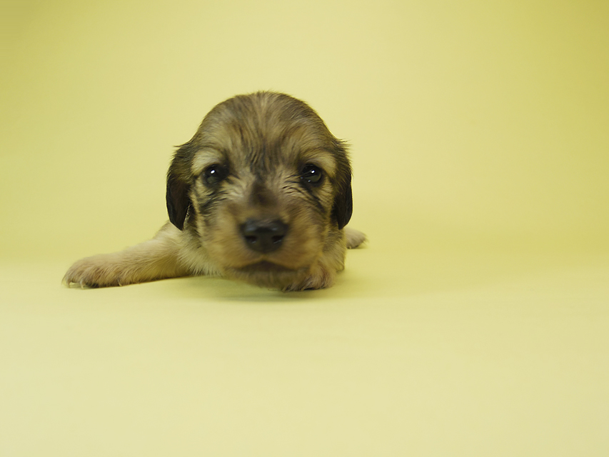 ダックスフンド カニンヘン メロディー & ダルク君の子犬 シェーデットクリーム 女の子④