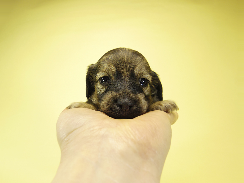 ダックスフンド カニンヘン エンジェル & プープーの子犬 シェーデットクリーム 女の子②