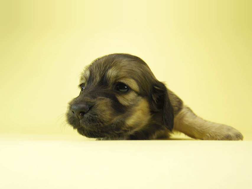 ダックスフンド カニンヘン エンジェル & プープーの子犬 シェーデットクリーム 女の子②