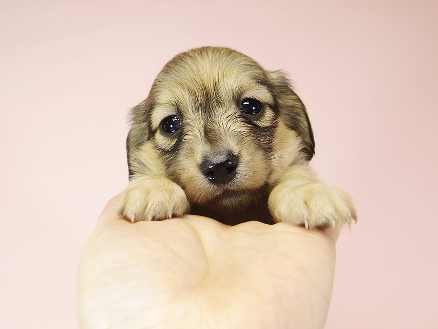 ダックスフンド カニンヘン メロディー & ダルク君の子犬 シェーデットクリーム 女の子④