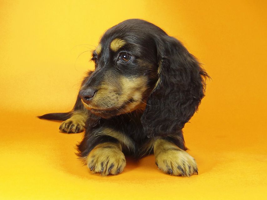 ミニチュアダックス ダックスフンド サリーアン & JUST A SUCCESSORの子犬 ブラックタン 男の子