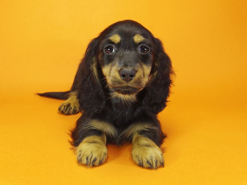 ミニチュアダックス ダックスフンド サリーアン & JUST A SUCCESSORの子犬 ブラックタン 男の子