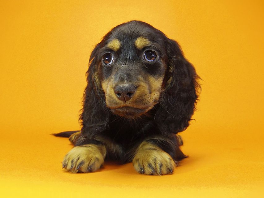 ミニチュアダックス ダックスフンド サリーアン & JUST A SUCCESSORの子犬 ブラックタン 男の子