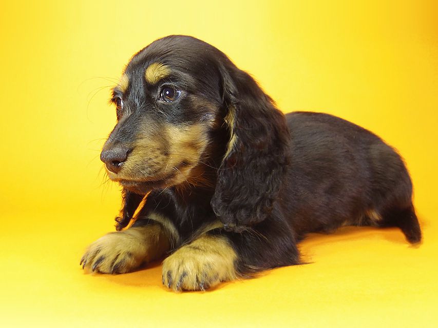 ミニチュアダックス ダックスフンド サリーアン & JUST A SUCCESSORの子犬 ブラックタン 男の子