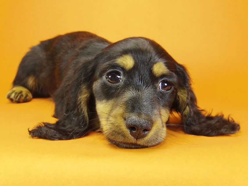 ミニチュアダックス ダックスフンド サリーアン & JUST A SUCCESSORの子犬 ブラックタン 男の子