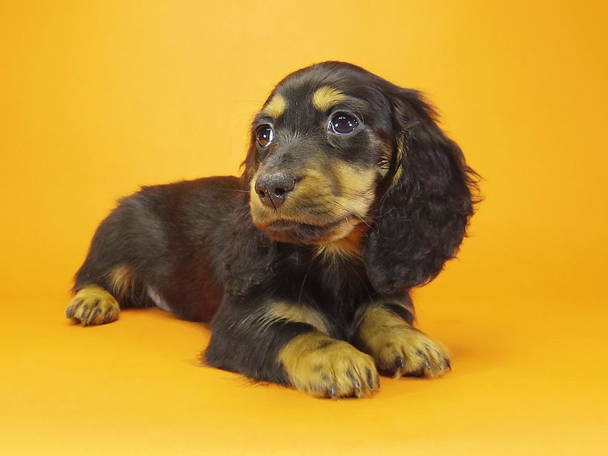 ミニチュアダックス ダックスフンド サリーアン & JUST A SUCCESSORの子犬 ブラックタン 男の子