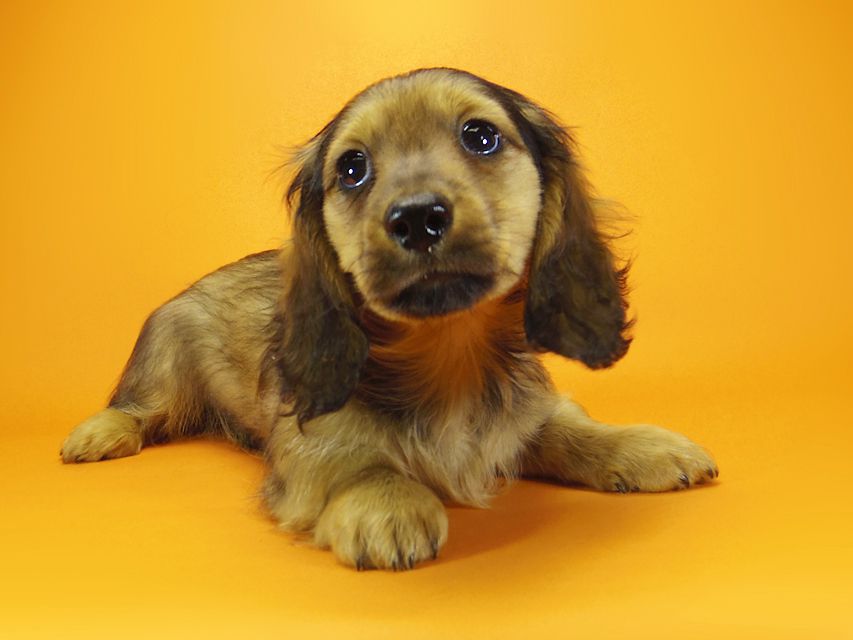 ミニチュアダックス ダックスフンド サリーアン & JUST A SUCCESSORの子犬 レッド 男の子①