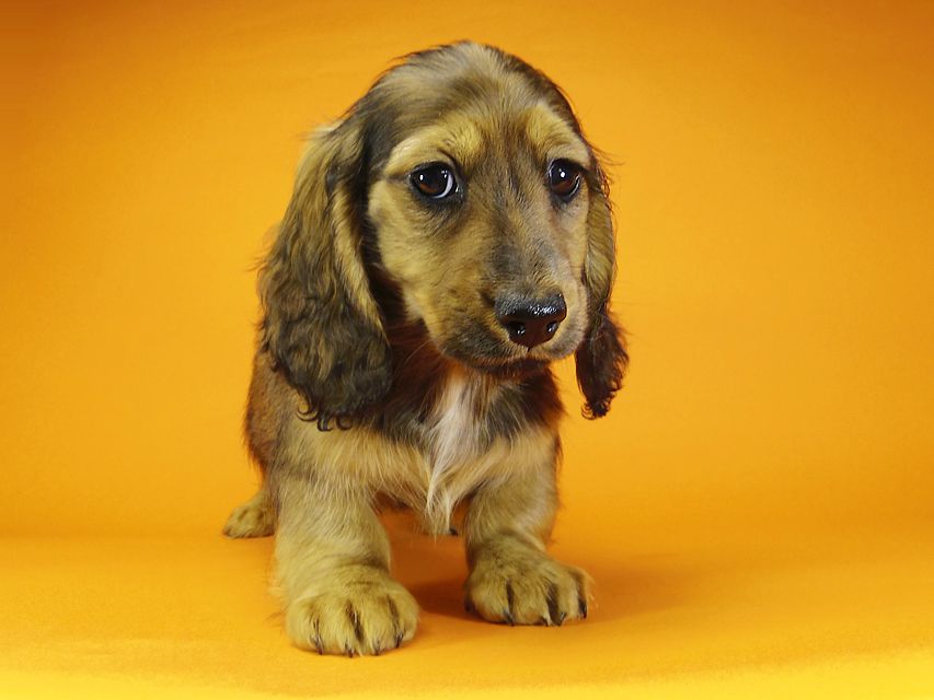 ミニチュアダックス ダックスフンド サリーアン & JUST A SUCCESSORの子犬 レッド 男の子②