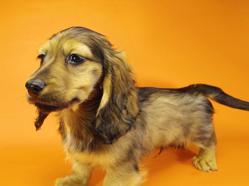 ミニチュアダックス ダックスフンド サリーアン & JUST A SUCCESSORの子犬 レッド 男の子②