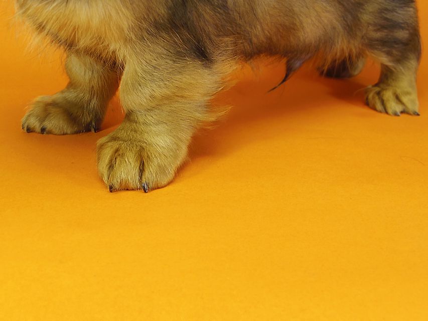 ミニチュアダックス ダックスフンド サリーアン & JUST A SUCCESSORの子犬 レッド 男の子②