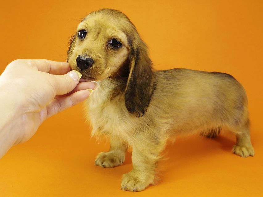 ミニチュアダックス ダックスフンド サリーアン & JUST A SUCCESSORの子犬 レッド 女の子①