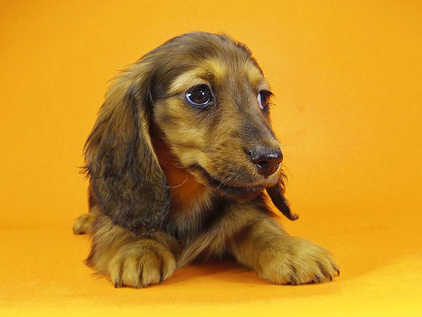 ミニチュアダックス ダックスフンド サリーアン & JUST A SUCCESSORの子犬 レッド 女の子②