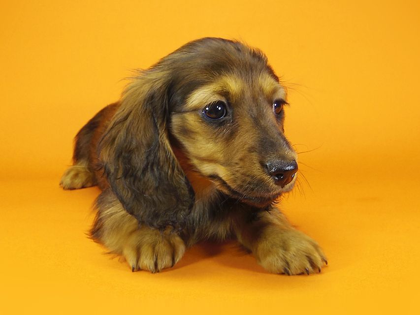 ミニチュアダックス ダックスフンド サリーアン & JUST A SUCCESSORの子犬 レッド 女の子②