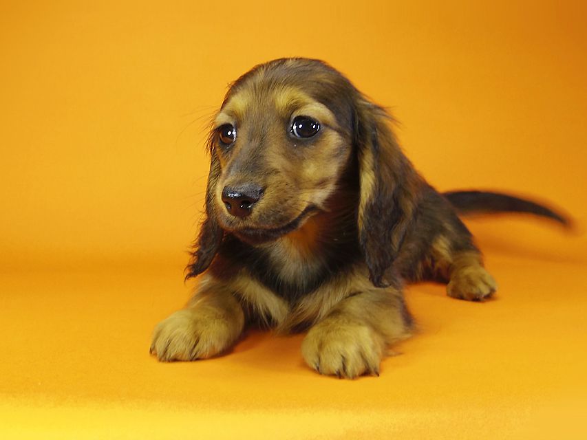 ミニチュアダックス ダックスフンド サリーアン & JUST A SUCCESSORの子犬 レッド 女の子②