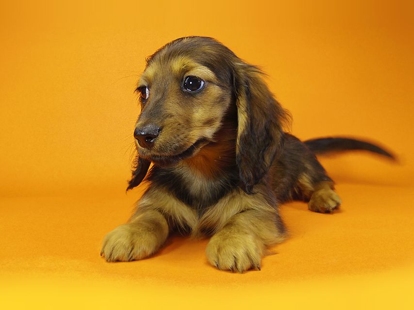 ミニチュアダックス ダックスフンド サリーアン & JUST A SUCCESSORの子犬 レッド 女の子②