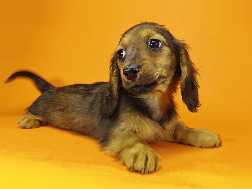 ミニチュアダックス ダックスフンド サリーアン & JUST A SUCCESSORの子犬 レッド 女の子②