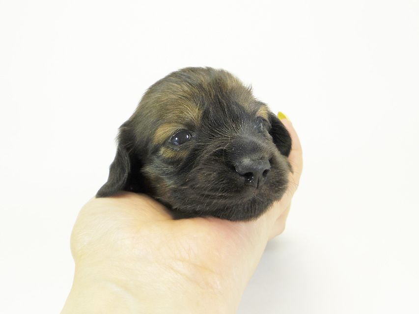 ダックスフンド カニンヘン わかば & ジムダンディの子犬 シェーデットレッド 男の子