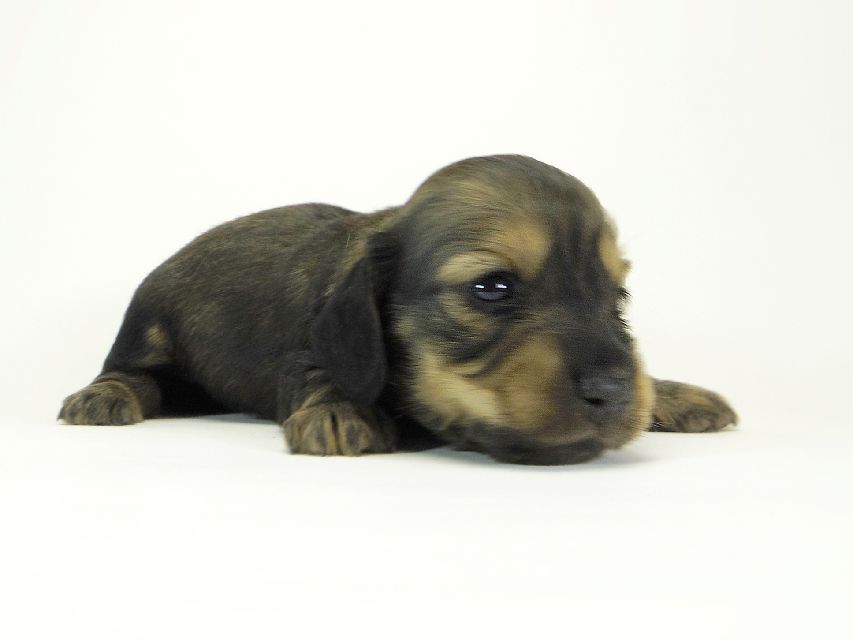 ダックスフンド カニンヘン わかば & ジムダンディの子犬 シェーデットクリーム 女の子