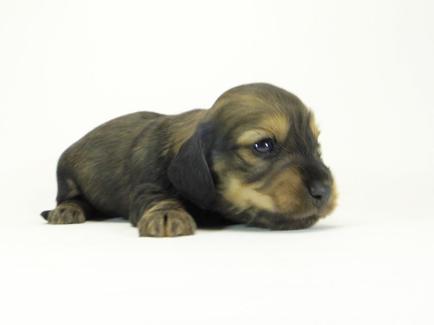 ダックスフンド カニンヘン わかば & ジムダンディの子犬 シェーデットクリーム 女の子