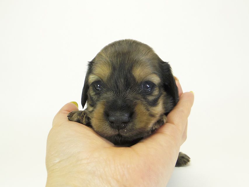 ダックスフンド カニンヘン わかば & ジムダンディの子犬 シェーデットクリーム 女の子