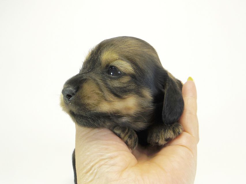 ダックスフンド カニンヘン わかば & ジムダンディの子犬 シェーデットクリーム 女の子