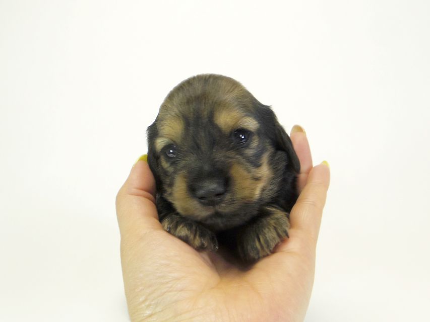 ダックスフンド カニンヘン わかば & ジムダンディの子犬 シェーデットクリーム 女の子