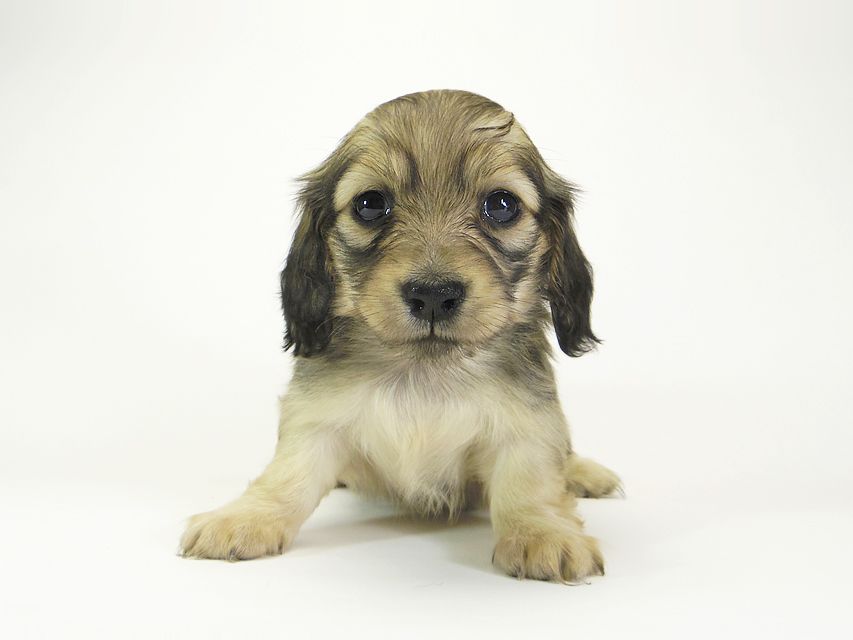 ダックスフンド カニンヘン メロディー & ダルク君の子犬 シェーデットクリーム 女の子①