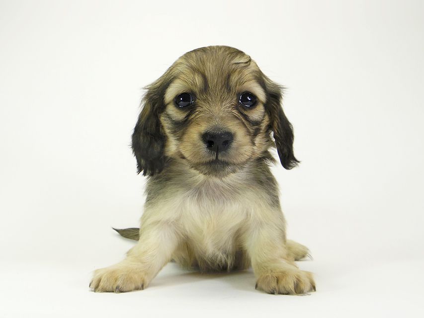 ダックスフンド カニンヘン メロディー & ダルク君の子犬 シェーデットクリーム 女の子①