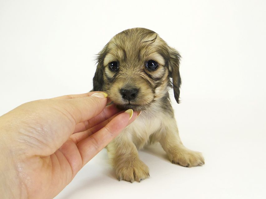 ダックスフンド カニンヘン メロディー & ダルク君の子犬 シェーデットクリーム 女の子①