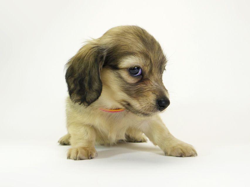 ダックスフンド カニンヘン メロディー & ダルク君の子犬 シェーデットクリーム 女の子③