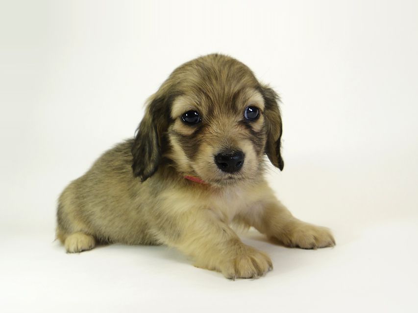 ダックスフンド カニンヘン メロディー & ダルク君の子犬 シェーデットクリーム 女の子③