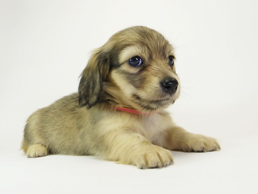 ダックスフンド カニンヘン メロディー & ダルク君の子犬 シェーデットクリーム 女の子③