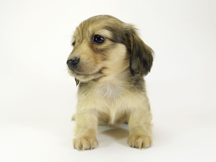 ダックスフンド カニンヘン メロディー & ダルク君の子犬 シェーデットクリーム 女の子④_IGP3029 ダックスフンド カニンヘン メロディー & ダルク君の子犬 シェーデットクリーム 女の子④