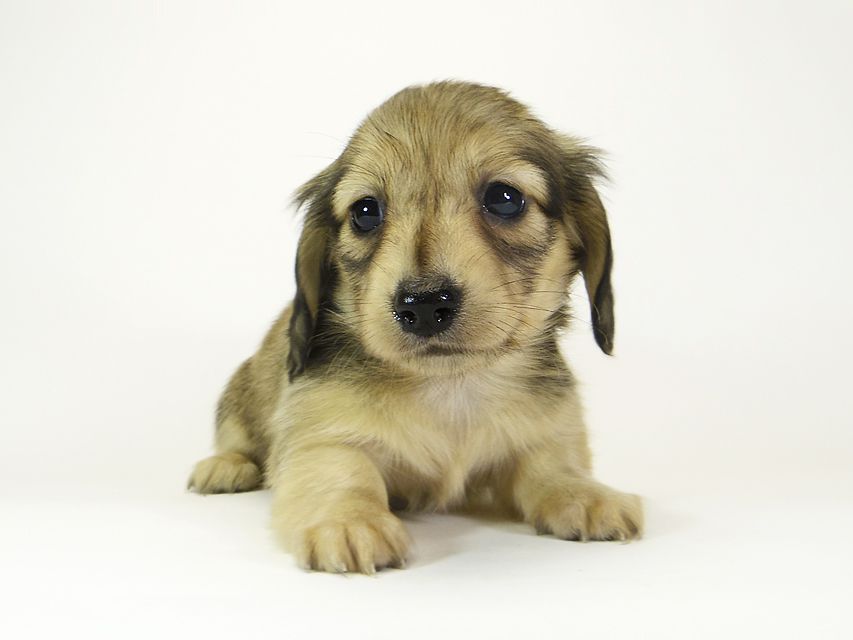 ダックスフンド カニンヘン メロディー & ダルク君の子犬 シェーデットクリーム 女の子④_IGP3033 ダックスフンド カニンヘン メロディー & ダルク君の子犬 シェーデットクリーム 女の子④