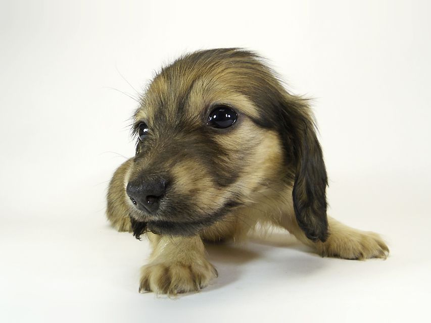 ダックスフンド カニンヘン エンジェル & プープーの子犬 シェーデットクリーム 女の子②