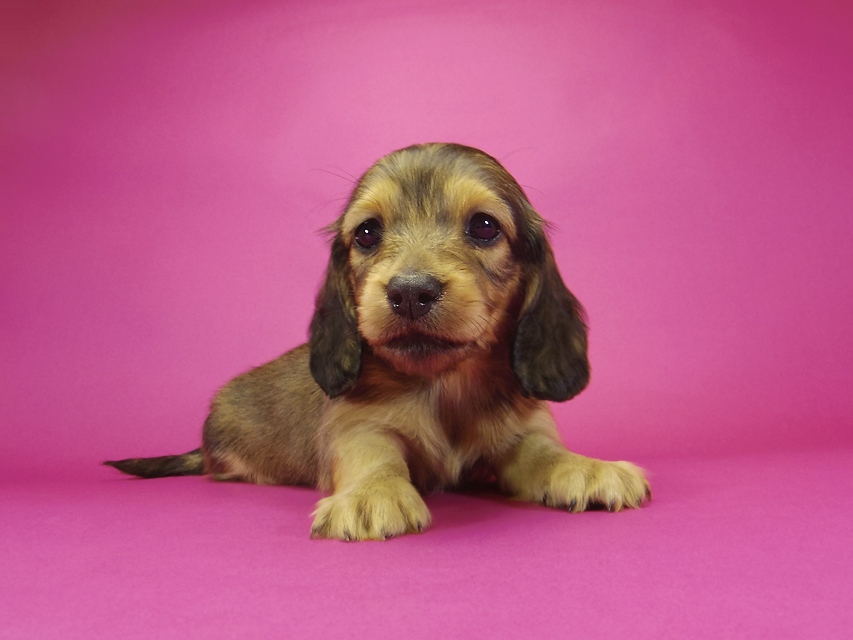 ダックスフンド カニンヘン アンジュ & ジムダンディの子犬 シェーデットクリーム 女の子_IGP3100 ダックスフンド カニンヘン アンジュ & ジムダンディの子犬 シェーデットクリーム 女の子