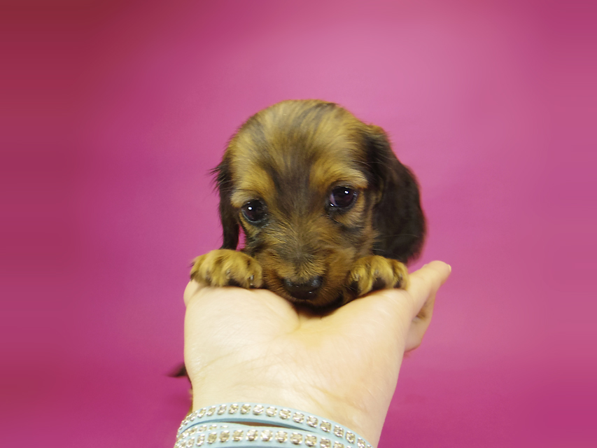 ダックスフンド カニンヘン アンジュ & ジムダンディの子犬 シェーデットレッド 女の子