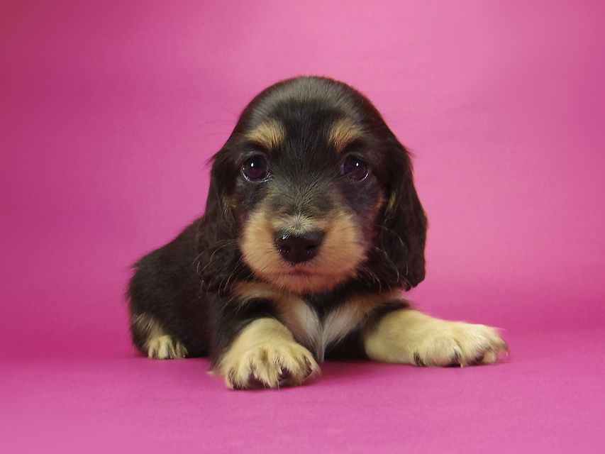 ダックスフンド カニンヘン グリム & 武蔵の子犬 ブラッククリーム 男の子