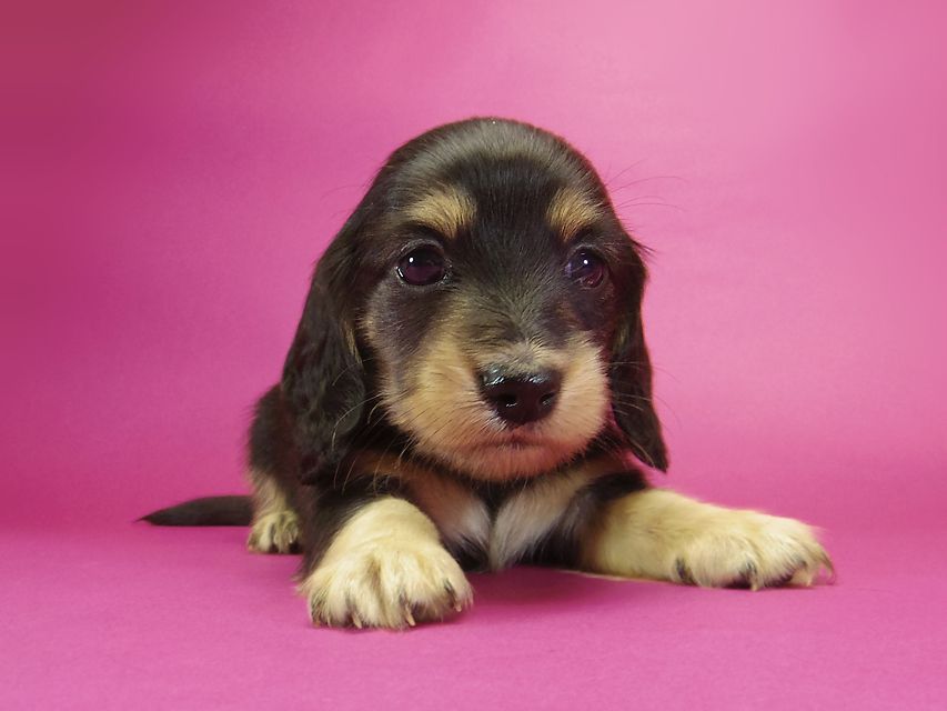 ダックスフンド カニンヘン グリム & 武蔵の子犬 ブラッククリーム 男の子