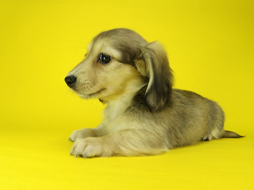 ダックスフンド カニンヘン メロディー & ダルク君の子犬 シェーデットクリーム 女の子④