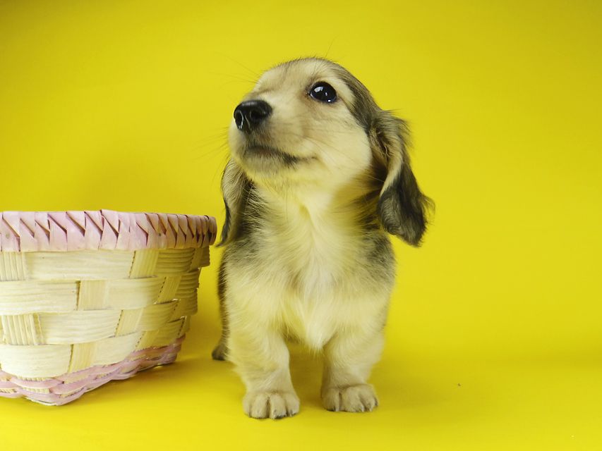 ダックスフンド カニンヘン メロディー & ダルク君の子犬 シェーデットクリーム 女の子④