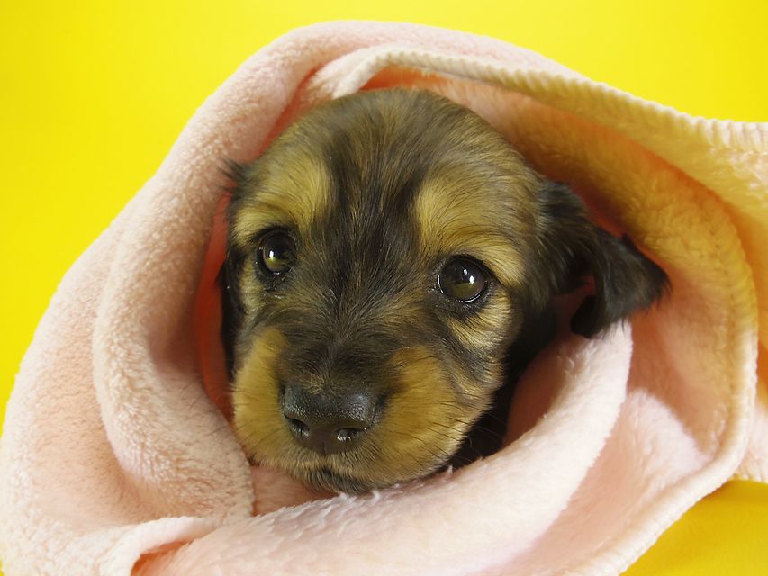 ダックスフンド カニンヘン わかば & ジムダンディの子犬 シェーデットクリーム 女の子