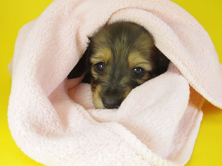 ダックスフンド カニンヘン わかば & ジムダンディの子犬 シェーデットクリーム 女の子
