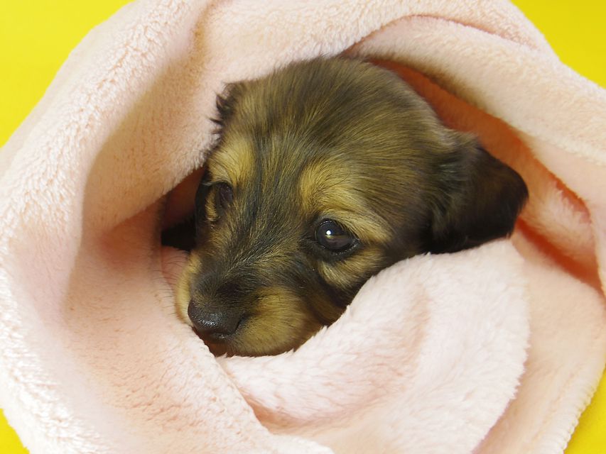 ダックスフンド カニンヘン わかば & ジムダンディの子犬 シェーデットクリーム 女の子