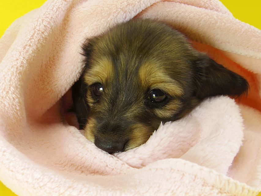 ダックスフンド カニンヘン わかば & ジムダンディの子犬 シェーデットクリーム 女の子